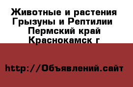 Животные и растения Грызуны и Рептилии. Пермский край,Краснокамск г.